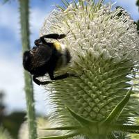 Böhmische Kuckuckshummel 