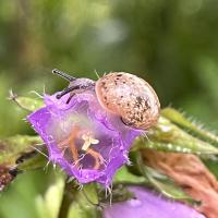 Gefleckte Weinbergschnecke