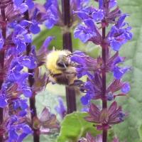 Wiesenhummel