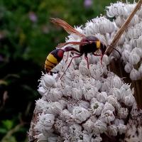 Große Lehmwespe (Delta unguiculata)