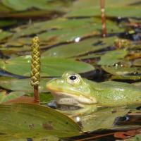 Wasserfrosch-Komplex