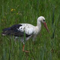 Weissstorch