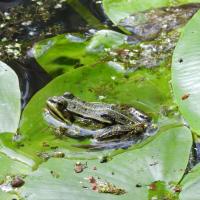 Wasserfrosch