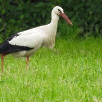 Weissstorch