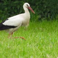 Weissstorch