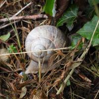 Weinbergschnecke