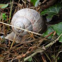 Weinbergschnecke