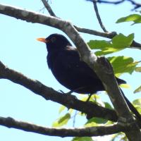 Amsel