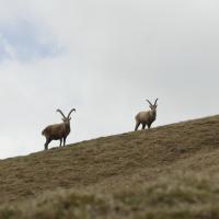 Steinbock