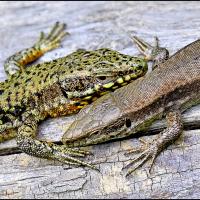 Lézard