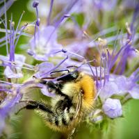 Ackerhummel 