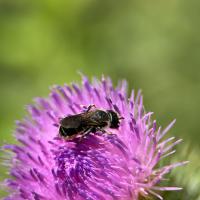 Distel-Mauerbiene