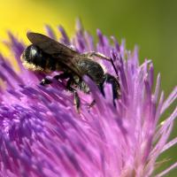 Distel-Mauerbiene