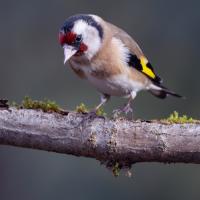 chardonneret élégant