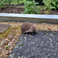 Igel