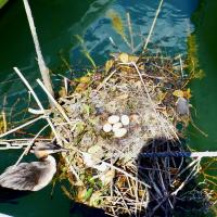 Grebes