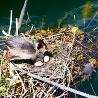 Grebes