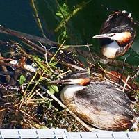 Grebes