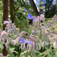 Wiesenhummel