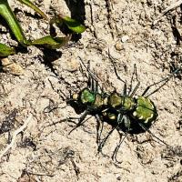 Gallischer Sandlaufkäfer, Cicindela gallica