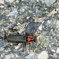 Gemeiner Weichkäfer, Cantharis fusca