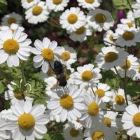 Fliegenart, Wespe und Wildbienen