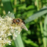 Scheinbienen-Keilfleckschwebfliege