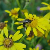 Furchenbienen