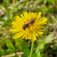 Rotbeinige Furchenbiene (Halictus rubicundus) 