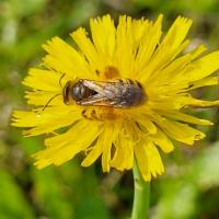 Rotbeinige Furchenbiene (Halictus rubicundus) 