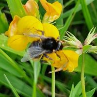 Steinhummel