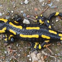 Feuersalamander