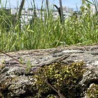 lézard des murailles