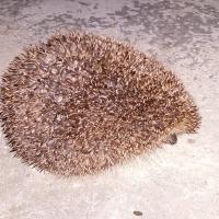 Igel