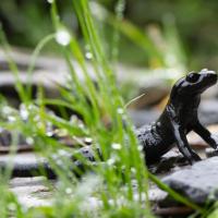 Alpensalamander