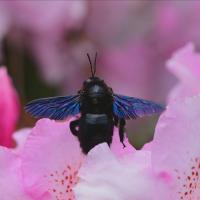 Blauschwarze Holzbiene 