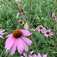 Kleiner Heufalter (coenonympha pamphilus)