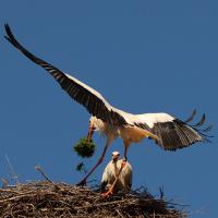 Weissstorch