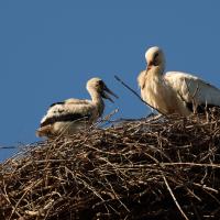 Weissstorch