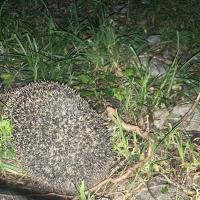 Igel