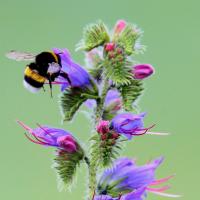 Dunkle Erdhummel 