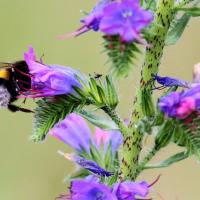 Dunkle Erdhummel 