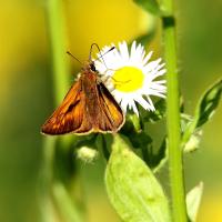 Schmetterling