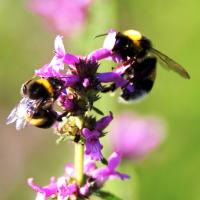 Dunkle Erdhummel 