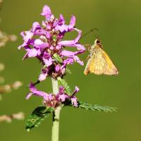 Schmetterling