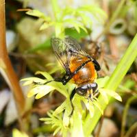 Narzissenschwebfliege (Merodon equqestris)