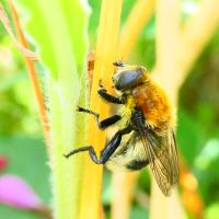 Narzissenschwebfliege (Merodon equqestris)