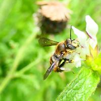 Wollbiene (Anthidium punctatum)