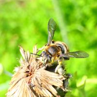 Wollbiene (Anthidium punctatum)