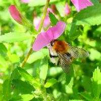 Ackerhummel 